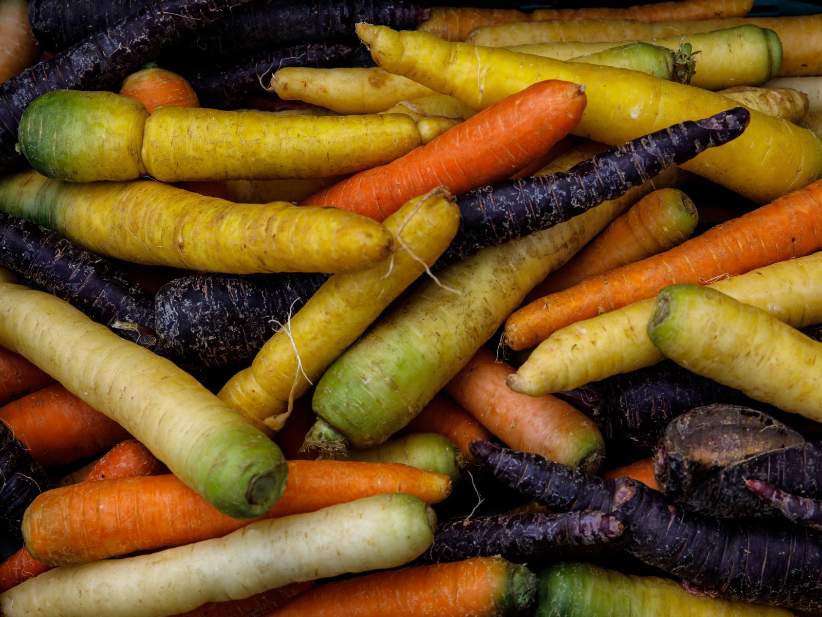 Carottes de couleur bio | Le Forum du Local